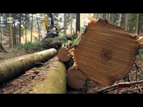 La via del legno – Report 03/01/2022